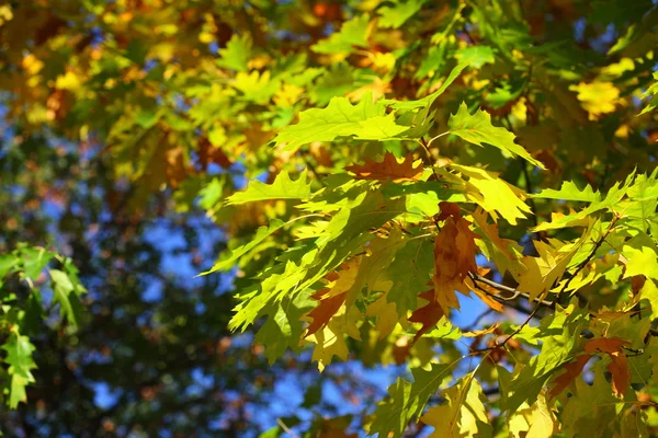 Feuilles de chêne, automne doré — Photo