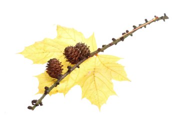 sonbahar çam koni akçaağaç yaprağı izole