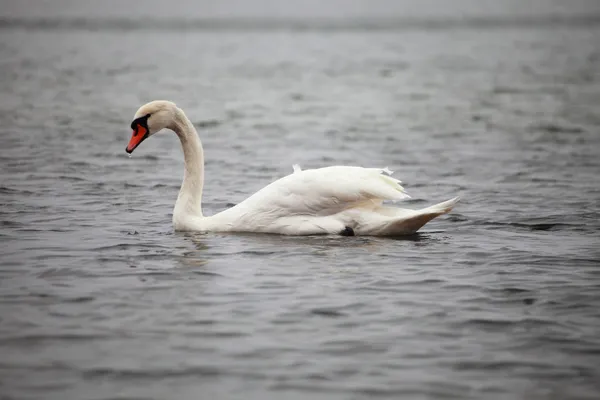 Cisne no mar baltico — Fotografia de Stock