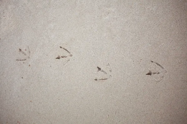 Impronte sulla sabbia di un uccello — Foto Stock