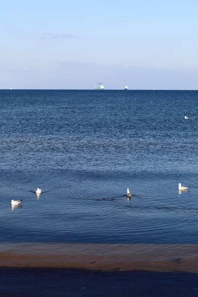 Vogel over de zee — Stockfoto