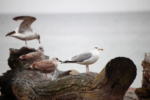 Casal de gaivotas no local sentado — Fotografia de Stock