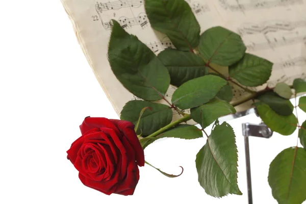 Red rose and old notes Sheet music — Stock Photo, Image