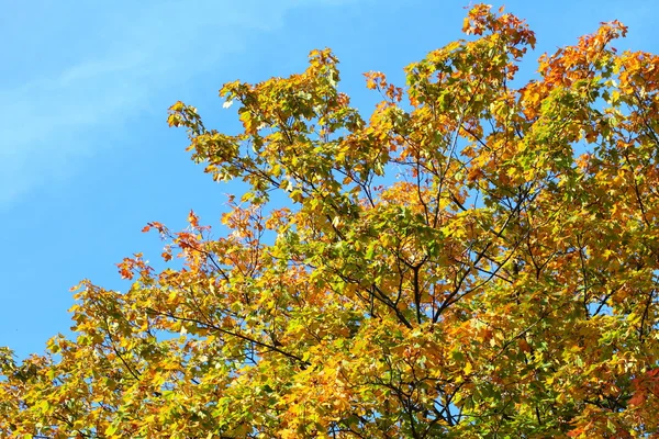 Feuilles d'érable, automne doré — Photo