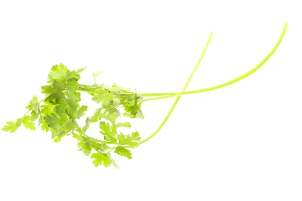 Twig of parsley isolated — Stock Photo, Image