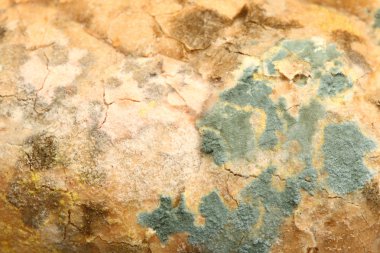 eski ekmek üzerinde büyüyen kalıp