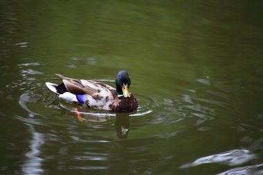 Yaban ördeği yüzer