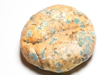 eski ekmek üzerinde büyüyen kalıp