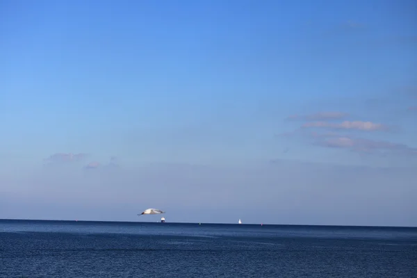 Vogel over de zee — Stockfoto