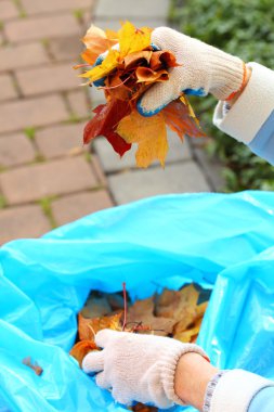 el, altın Sonbaharda akçaağaç yaprakları