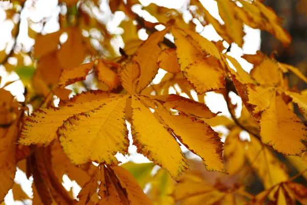 Κίτρινο φθινόπωρο conker φύλλα καστανιάς — Φωτογραφία Αρχείου