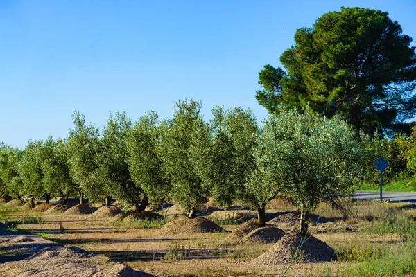 Geleneksel zeytin ağaçları çiftliği. İspanyol doğa manzarası