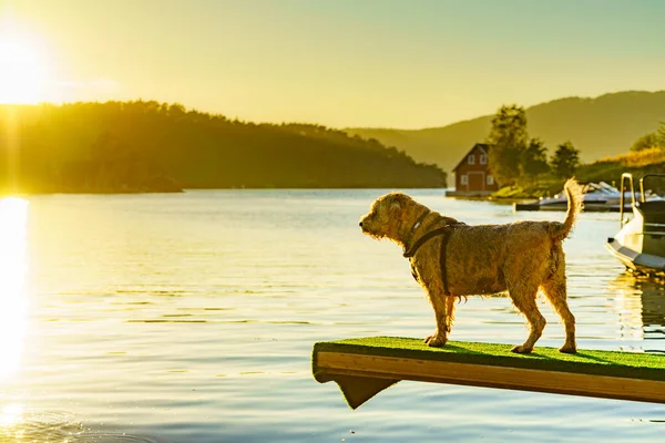 水辺の春のボード上に立つぬれた白い犬 — ストック写真