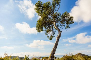 Mavi gökyüzüne karşı tek eğimli çam ağacı.
