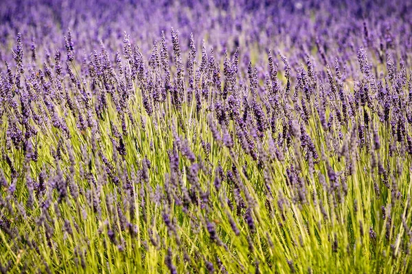 Lavender Fields Bloom Provence France Flowering Season — Foto Stock