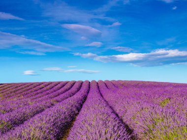 Güneşli bir günde lavanta tarlaları, Provence, Valensole Platosu. Mor renkli tarlalar çiçek açıyor. Seyahat bölgesi.