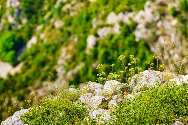 Flowers Growing Rocks Cliff Mountain Nature — Stockfoto