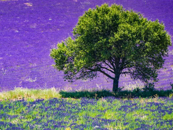 ラベンダー畑の一本の木が咲く フランスのプロバンス 開花期 — ストック写真