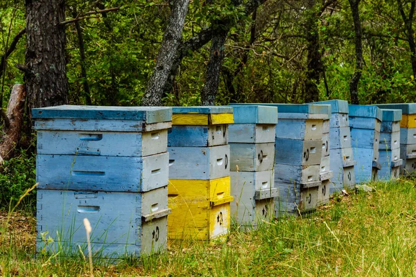 Viele Bienenstöcke Grünen Wald Honigbienenstöcke Freier Natur Provence Frankreich Imkerei — Stockfoto