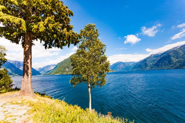 Norwegian Landscape Trees Water Fjord Shore Mountains Background — Stock Photo, Image