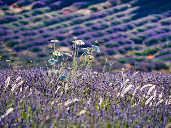 Lavender Fields Bloom Provence France Flowering Season — Stock Photo, Image