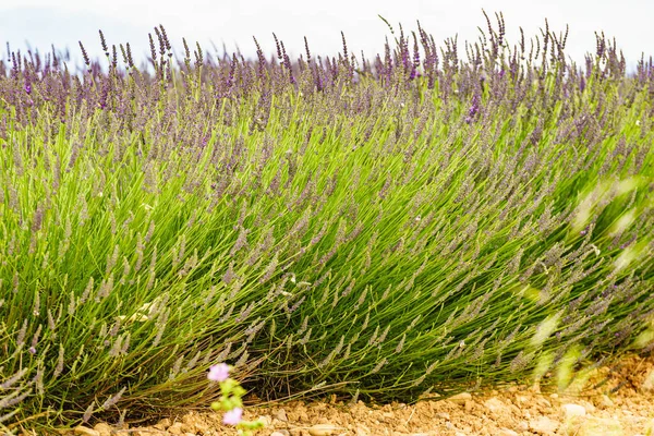 Lavender Field Bloom Provence France Flowering Season — Stock Photo, Image