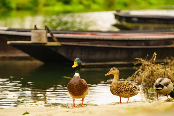 Selvagem Drake Pato Margem Rio Barcos Fundo — Fotografia de Stock