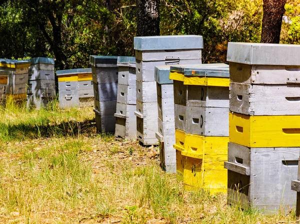 Viele Bienenstöcke Grünen Wald Honigbienenstöcke Freier Natur Provence Frankreich Imkerei — Stockfoto