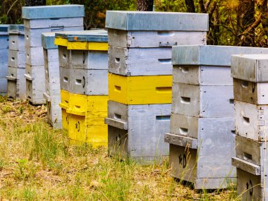 Yeşil ormanda bir sürü arı kovanı var. Bal arısı kovanı doğada, Provence France 'da. Arıcılık mı, arıcılık mı?.