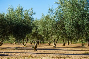 Geleneksel zeytin ağaçları çiftliği. İspanyol doğa manzarası