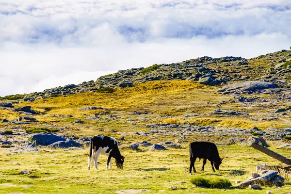 Коровы Пастбищах Высоких Горах Над Облаками Серра Эстрела — стоковое фото