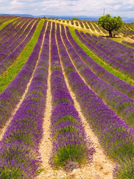Levendula Virágok Virágzó Mezők Sorban Nyári Táj Provence Franciaországban Európában — Stock Fotó