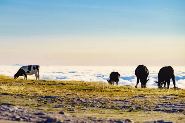 Vacas Pastos Altas Montañas Por Encima Las Nubes Serra Estrela — Foto de Stock