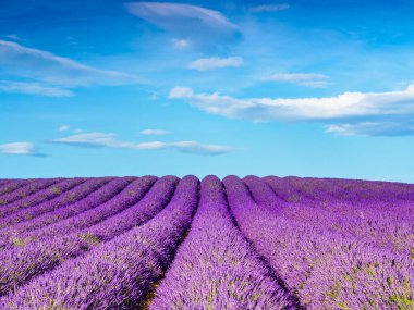 Güneşli bir günde lavanta tarlaları, Provence, Valensole Platosu. Mor renkli tarlalar çiçek açıyor. Seyahat bölgesi.