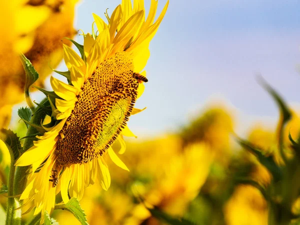 Honey Bee Collecting Pollen Yellow Flower Blooming Yellow Sunflower — Fotografia de Stock