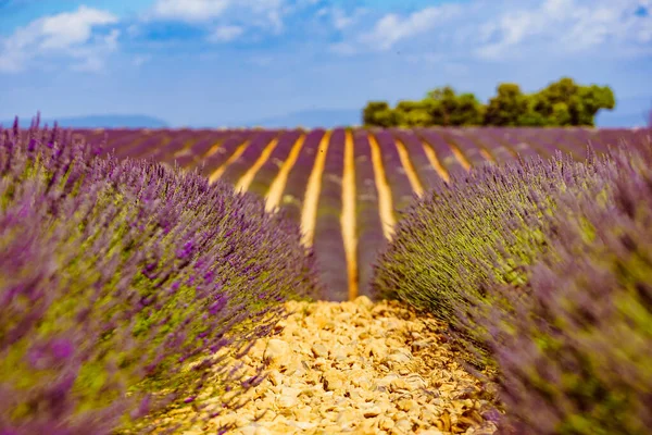 Levendula Virágok Virágzó Mezők Sorban Nyári Táj Provence Franciaországban Európában — Stock Fotó