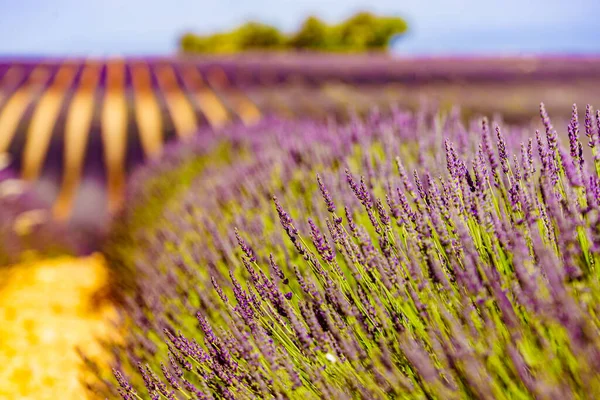 프랑스의 프로방스 지역의 라벤더밭 입니다 꽃피는 — 스톡 사진