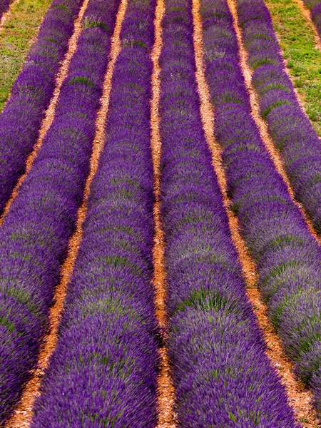 列にラベンダーの花が咲くフィールド 夏の風景 フランス ヨーロッパのプロバンス — ストック写真