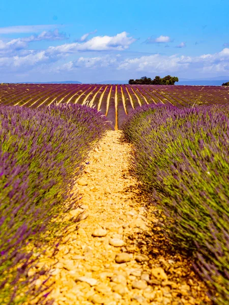 Landscape Blooming Lavender Fields Mountains Distance France Flowering Season Attraction — Stock Fotó