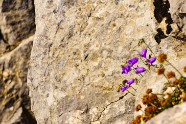Kayalıklarda yetişen mor çiçekler. Dağ doğası
