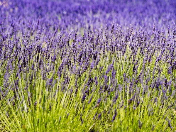 法国普罗旺斯的薰衣草地盛开 — 图库照片