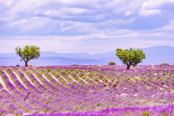 Landscape Blooming Lavender Fields Mountains Distance France Flowering Season Attraction — Stock Fotó
