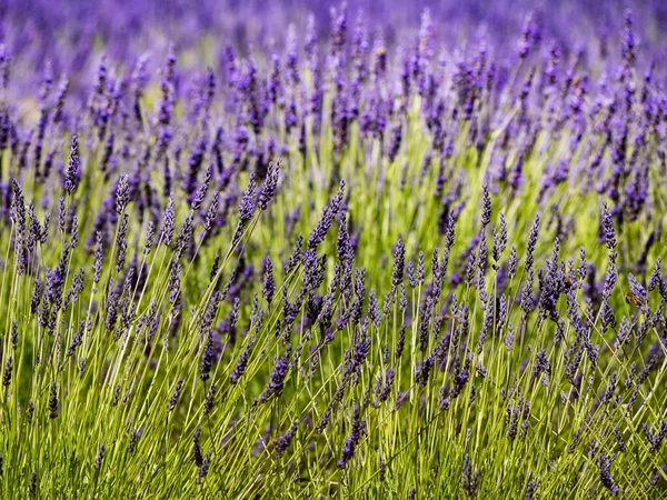 Lavender Fields Bloom Provence France Flowering Season — Foto Stock