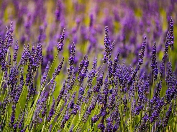 Lavender Fields Bloom Provence France Flowering Season — Foto Stock