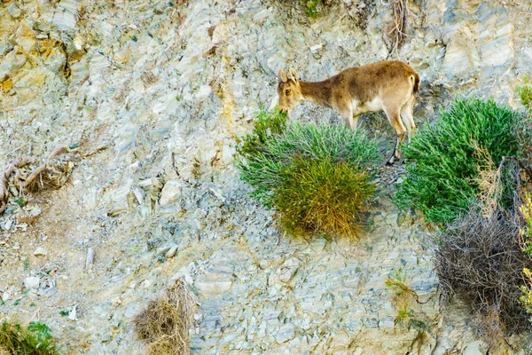 Spanish Ibex Wild Mountain Goat Rocky Landscape Spain Wildlife Animals — Stockfoto