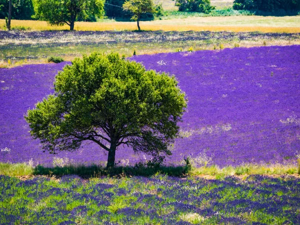 Arbre Unique Sur Champ Lavande Fleurs Provence France Floraison Saisonnière — Photo