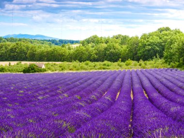 Blooming lavender field. Rural countryside landscape with mountains on horizon. Puimoisson region, Plateau Valensole, Alpes de Haute Provence in France.
