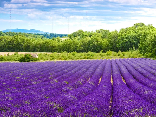 Blooming Lavender Field Rural Countryside Landscape Mountains Horizon Puimoisson Region — Stock Fotó