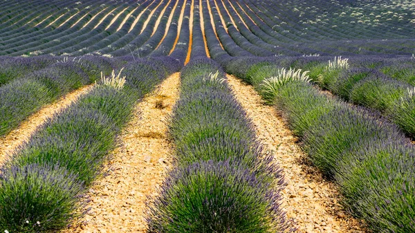 Lavender Bunga Mekar Bidang Berturut Turut Pemandangan Musim Panas Provence — Stok Foto