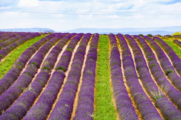 Flores Lavanda Florescendo Campos Fileiras Paisagem Verão Provence Francia Europa — Fotografia de Stock